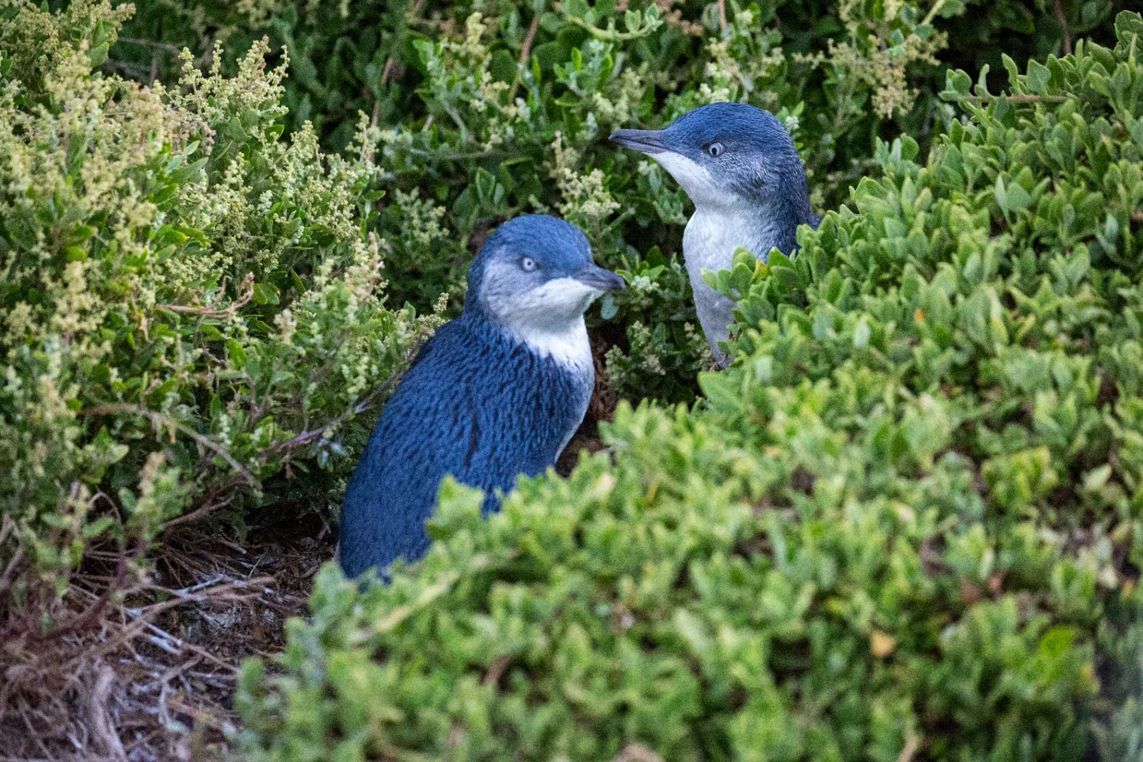 Two little penguins sheltering in coastal vegetation on Phillip Island.